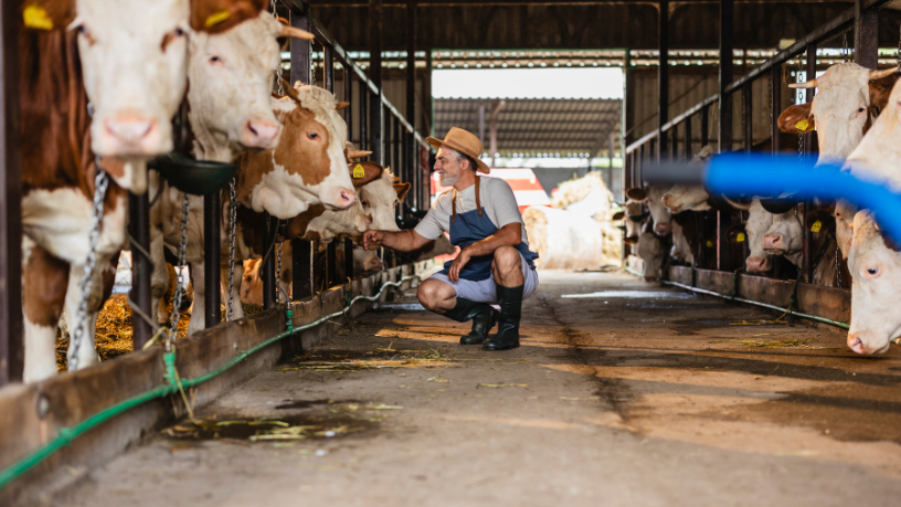 João Eustáquio De Almeida Junior destaca como a sanidade animal é decisiva para prevenir perdas e garantir eficiência na pecuária.