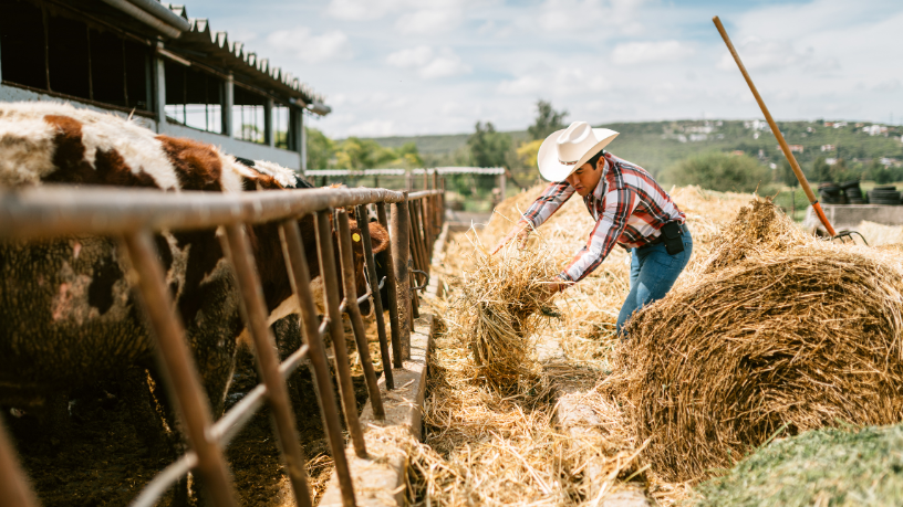 Para João Eustáquio De Almeida Junior, investir em cuidados sanitários é um passo essencial para proteger o rebanho e a rentabilidade da produção.
